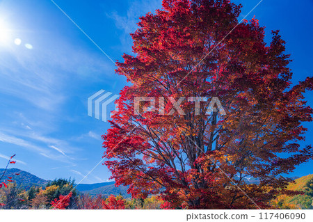 [Autumn material] Norikura Kogen, Mt. Norikura covered with snow and large maple [Nagano Prefecture] 117406090