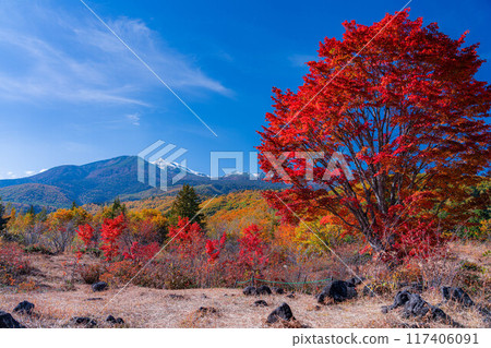 [Autumn material] Norikura Kogen, Mt. Norikura covered with snow and large maple [Nagano Prefecture] 117406091