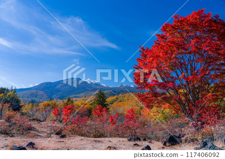 [秋季素材] 乘鞍高原，雪覆蓋的乘鞍山和大楓樹[長野縣] 117406092