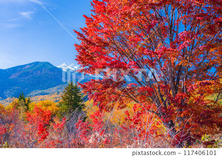 [秋季素材] 乘鞍高原，雪覆蓋的乘鞍山和大楓樹[長野縣] 117406101