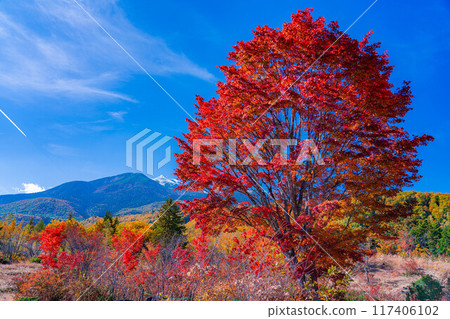 [秋季素材] 乘鞍高原，雪覆蓋的乘鞍山和大楓樹[長野縣] 117406102
