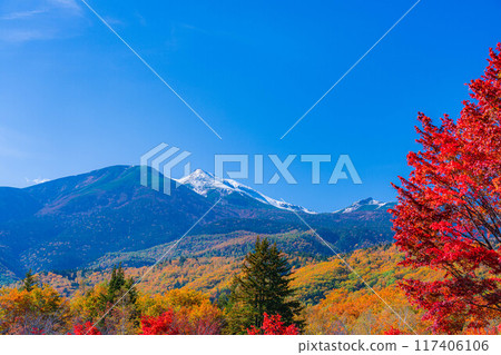 [Autumn material] Norikura Kogen, Mt. Norikura covered with snow and large maple [Nagano Prefecture] 117406106