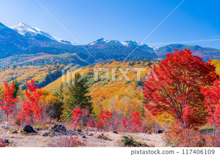 [Autumn material] Norikura Kogen, Mt. Norikura covered with snow and large maple [Nagano Prefecture] 117406109
