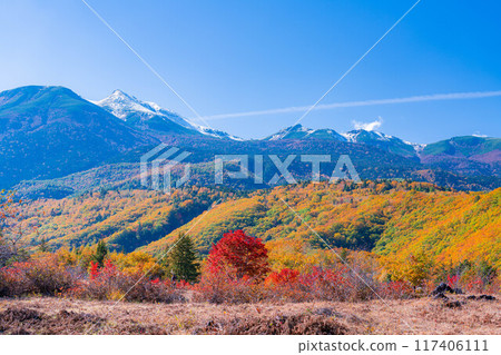[Autumn material] Norikura Kogen, Mt. Norikura covered with snow and large maple [Nagano Prefecture] 117406111