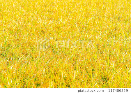 [Autumn material] Ears of rice covered in morning dew [Nagano Prefecture] 117406259