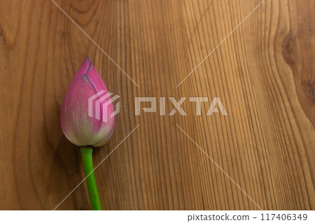 Lotus buds on old paulownia wood 117406349