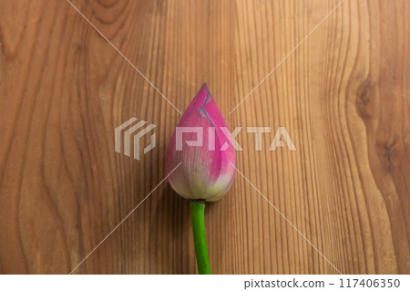 老泡桐木上的蓮花芽 117406350