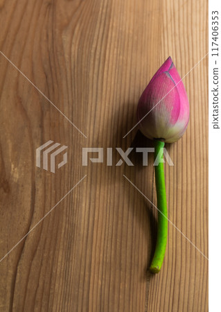 老泡桐木上的蓮花芽 117406353