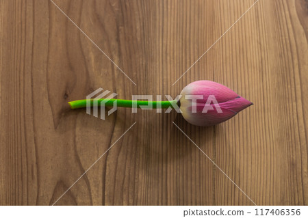 老泡桐木上的蓮花芽 117406356