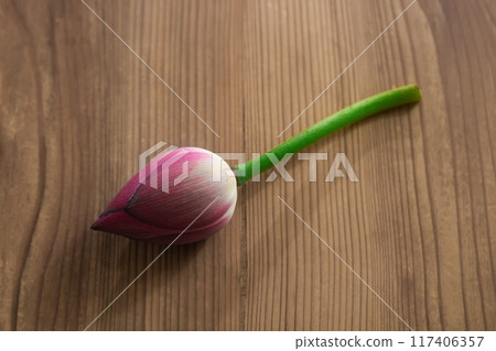Lotus buds on old paulownia wood Lotus buds on old paulownia wood 117406357