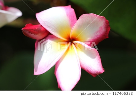 粉紅色的雞蛋花 117406358