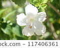 白芙蓉 117406361