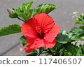 紅芙蓉 117406507