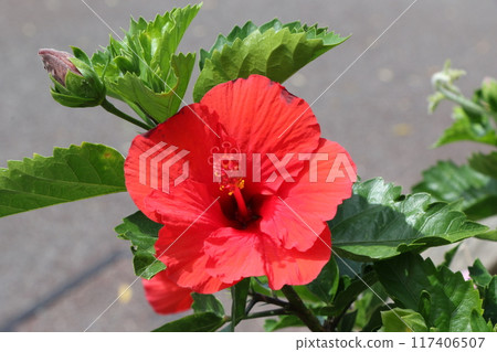 紅芙蓉 紅芙蓉 117406507