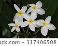 白色的雞蛋花 117406508