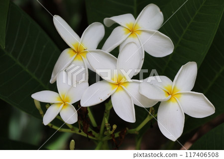 白色的雞蛋花 白色的雞蛋花 117406508