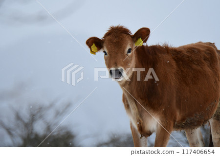 牧場上的乳牛和春雪 117406654
