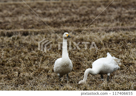 早春稻田裡的苔原天鵝 117406655