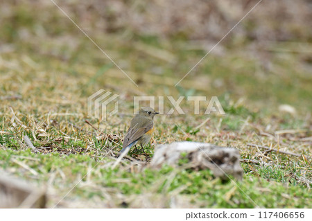 藍尾鶲落在草坪上 117406656