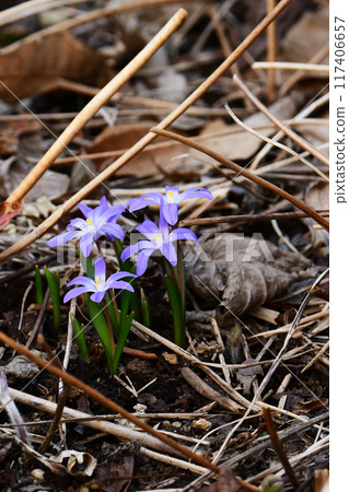 早春花園裡的紫色 Chionodoxa 早春花園裡的紫色 Chionodoxa 117406657