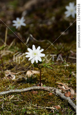 樹根處的菊崎一花的花 樹根處的菊崎一花的花 117406658