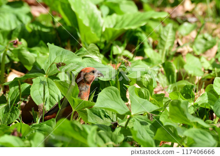 Isuka among Trilliums 117406666