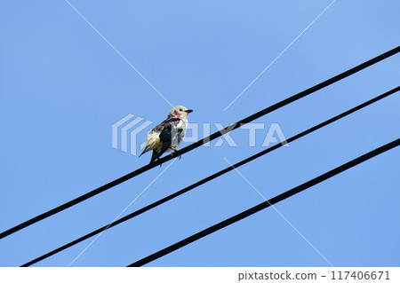 A red-cheeked starling perched on a power line and blue skies 117406671