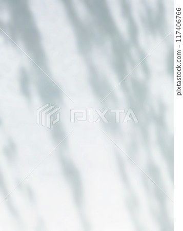 植物影光陽光 117406766