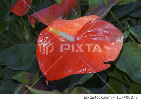 Anthurium Anthurium 117406878
