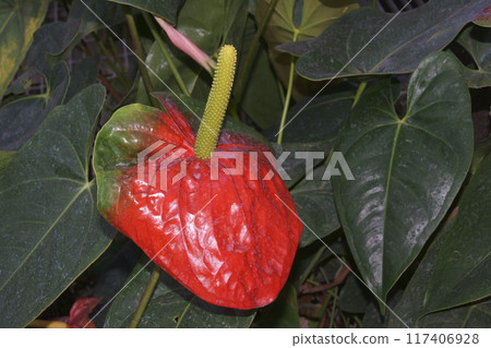 Anthurium Anthurium 117406928