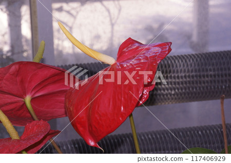 Anthurium Anthurium 117406929