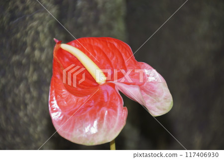 Anthurium Anthurium 117406930