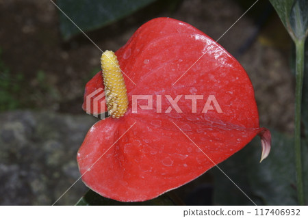 Anthurium Anthurium 117406932