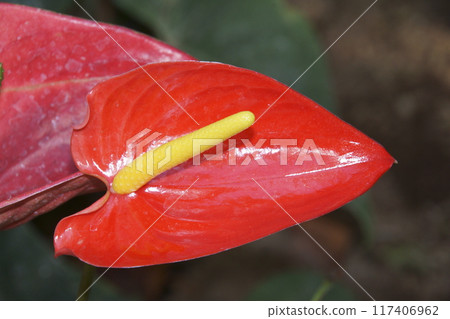 Anthurium Anthurium 117406962