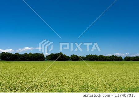 Copy space for rice in a midsummer paddy field beginning to bear fruit and a clear, sunny sky 117407013