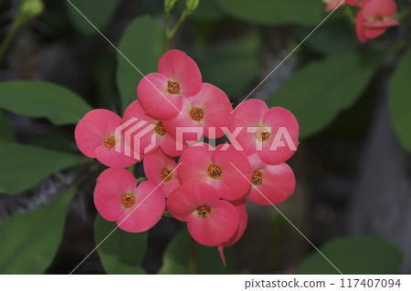 Hanakilin 117407094