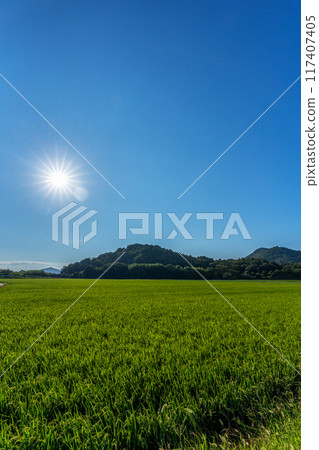 仲夏稻田裡的稻米和陽光，已經開始結果了 117407405