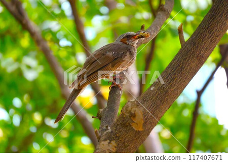 鵯捕獲食物 117407671