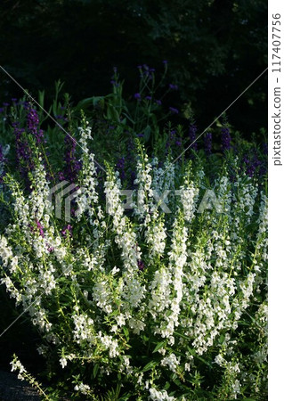 Angelonia Angelonia 117407756