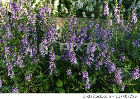 Angelonia Angelonia 117407759