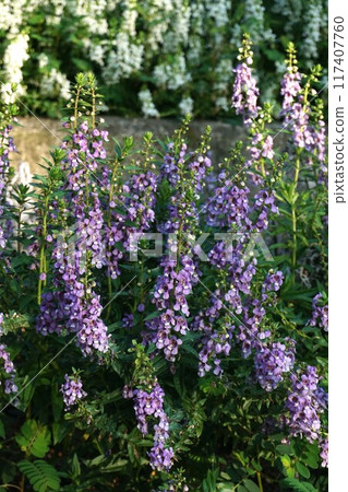Angelonia Angelonia 117407760