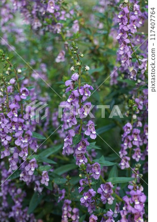 Angelonia 117407764