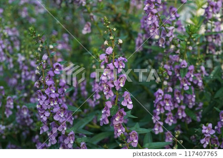 Angelonia 117407765
