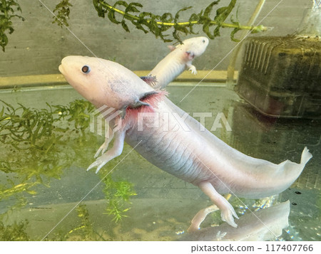 Two axolotls Two axolotls 117407766