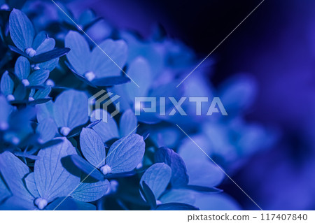 Background of dark blue petals of Hydrangea or Hydrangea close-up. Soft focus Background of dark blue petals of Hydrangea or Hydrangea close-up. Soft focus 117407840