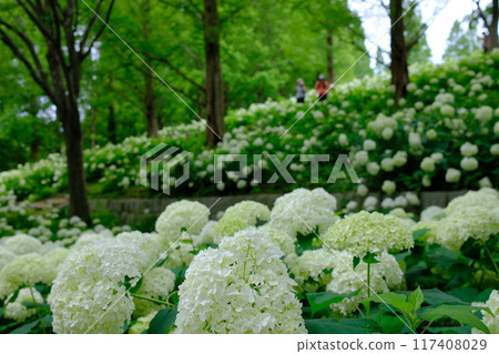 六甲森林植物園 六甲森林植物園 117408029