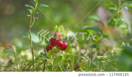 Lingonberry plants with red berries in a forest setting, surrounded by moss and foliage Lingonberry plants with red berries in a forest setting, surrounded by moss and foliage 117408185