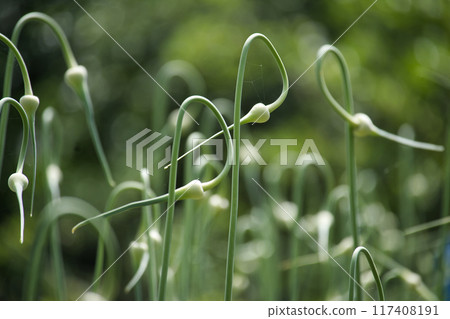 Close-up of garlic scapes curling in a garden, depicting natural growth and organic farming 117408191