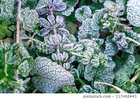 Selective focus. First frost on a frozen field plants, late autumn close-up. Beautiful abstract frozen microcosmos pattern. Freezing weather frost action in nature. Floral backdrop. 117408443