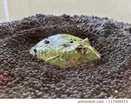 亞馬遜金槍魚 亞馬遜金槍魚 117408453